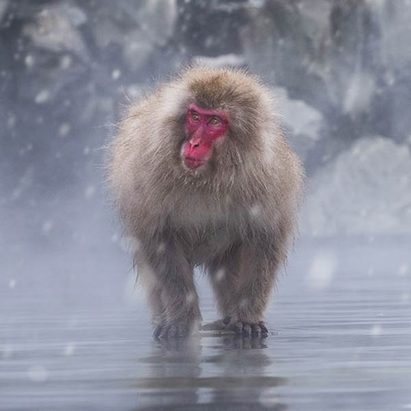 snow monkeys japan ski lodge
